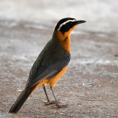 Cossypha heuglini heuglini