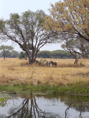 Plains Zebra
