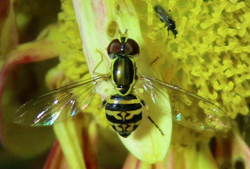 Unknown species found near 1201 Caroline St, Fredericksburg, VA 22401, USA