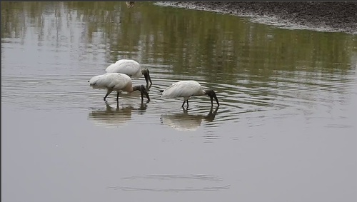 Wood Stork