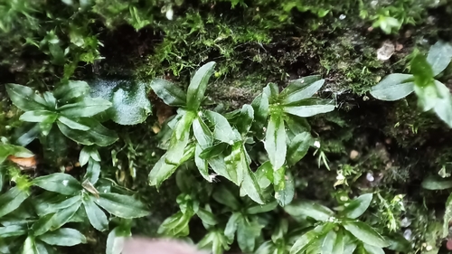 Atrichum tenellum observed 2025-11-02