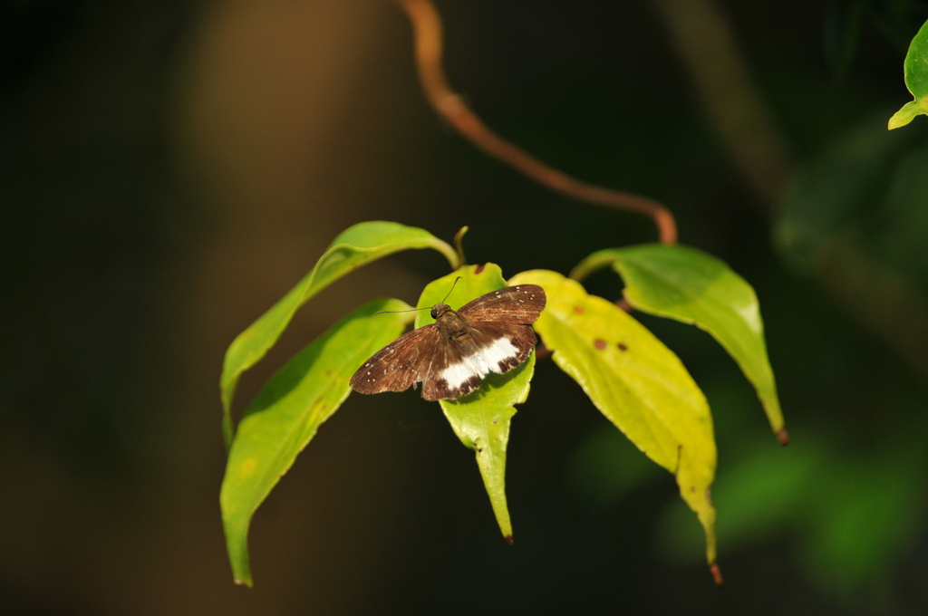 Tagiades trebellius