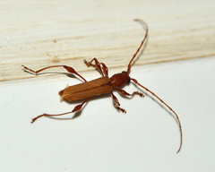 Cordylomera karschi