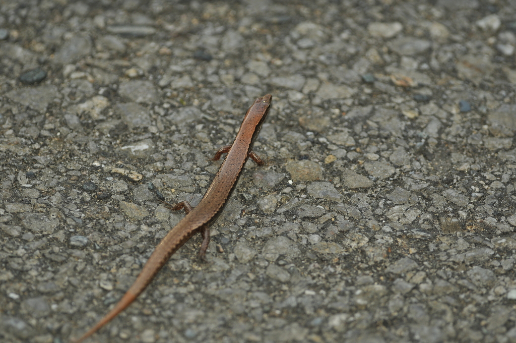 Boettger's Ground Skink