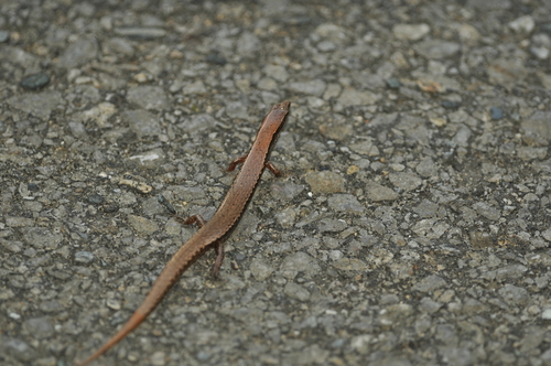 Boettger's Ground Skink, Scincella boettgeri