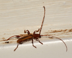 Cordylomera karschi