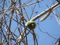 Strychnos brachistantha