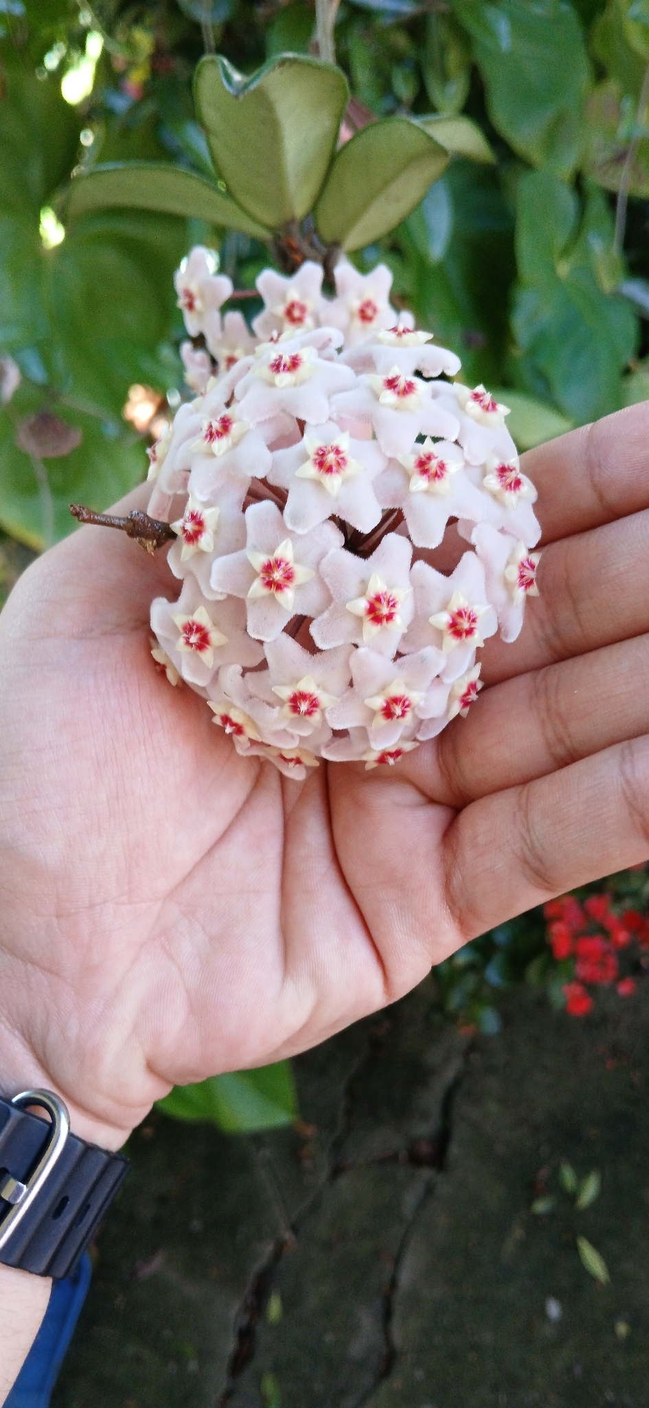 Hoya carnosa