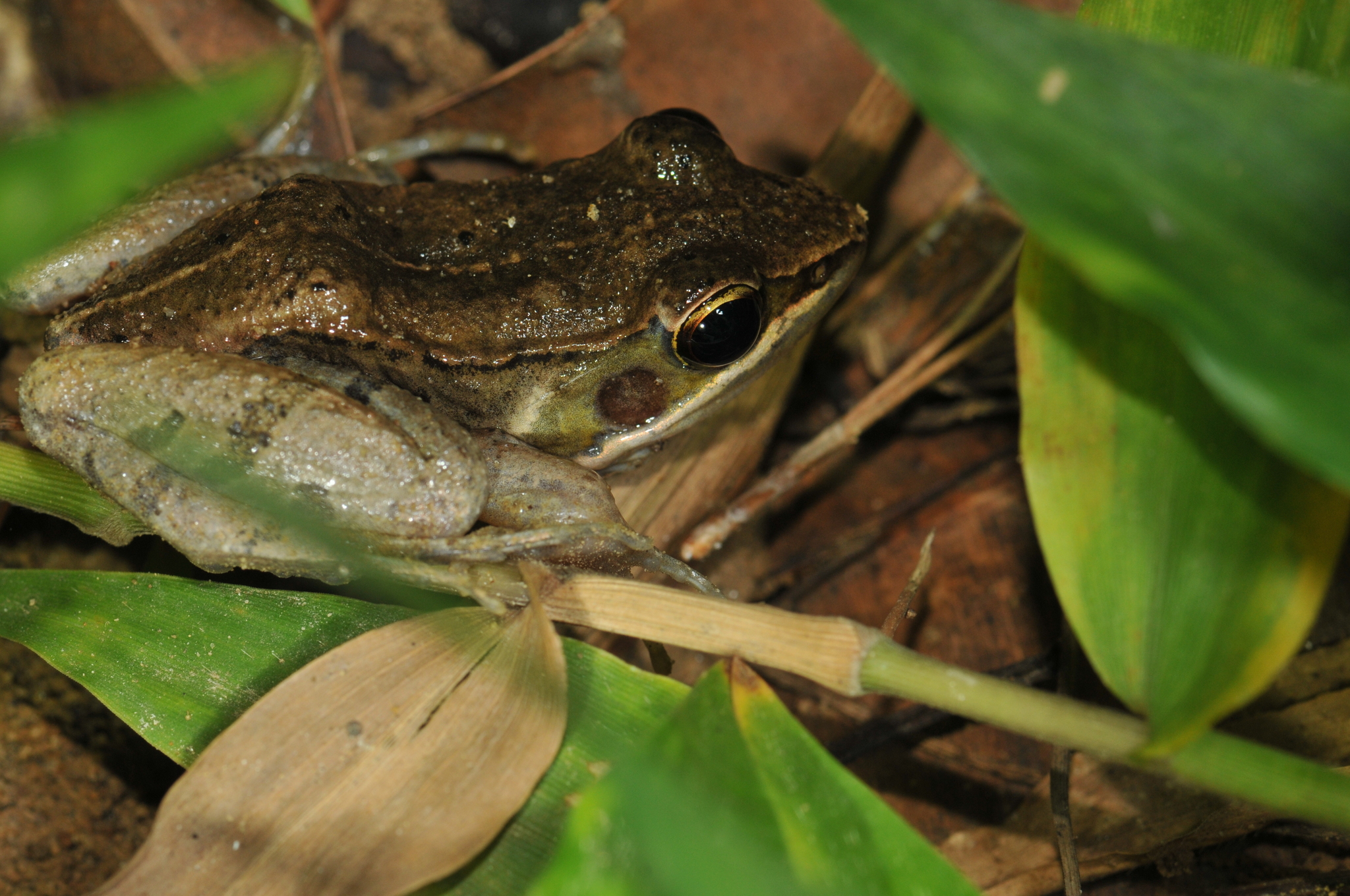 Kampira Falls frog, Nidirana okinavana