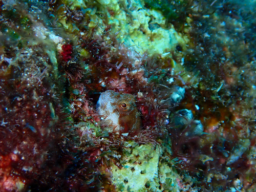 Mimoblennius observed 2025-11-02