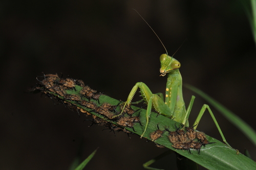 Giant Asian Mantis