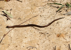 Ophiodes fragilis