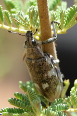 Polyclaeis longicornis