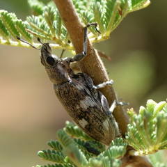 Polyclaeis longicornis