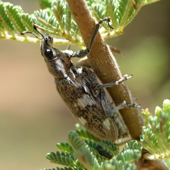 Polyclaeis longicornis
