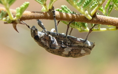 Polyclaeis longicornis