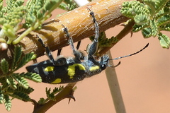 Polyclaeis longicornis