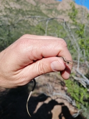 Salvadora deserticola
