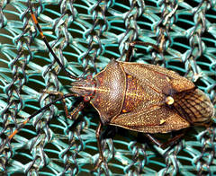 Omyta centrolineata siccior