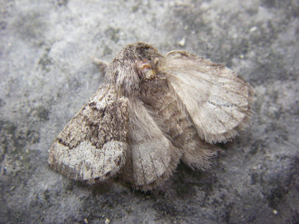 Pale Eggar