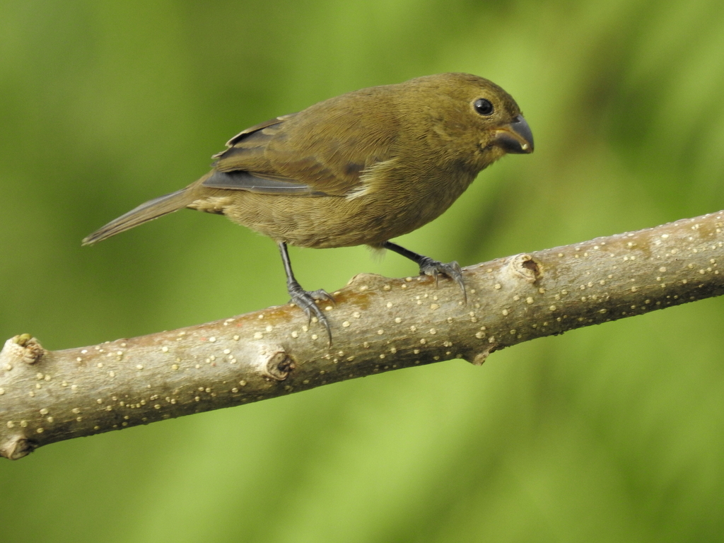 Black Seedeater