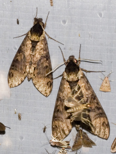 Manduca lucetius