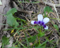 Viola eminens