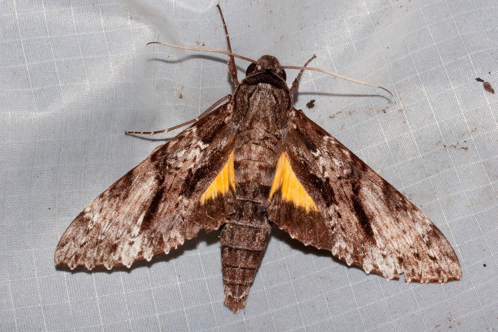 Isognathus occidentalis