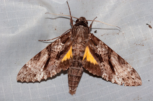 Isognathus occidentalis