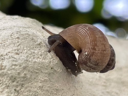 Pomatias elegans