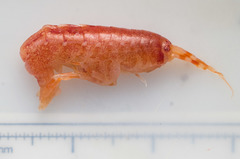 Eusirus cuspidatus