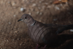 Streptopelia decaocto