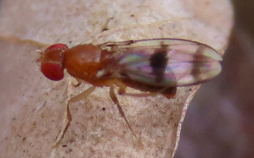 Unknown species found near Whiteoak Canyon Trail, Virginia, USA