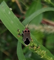 Graptostethus argentatus