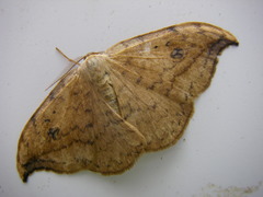 Drepana falcataria