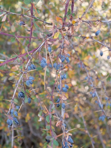 Berberis cretica, photograph 1