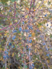 Berberis cretica, photograph (c) Marios Thoma, some rights reserved (CC BY)