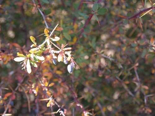 Berberis cretica, photograph 2