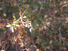 Berberis cretica, photograph (c) Marios Thoma, some rights reserved (CC BY)