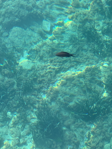 Chromis chromis