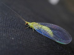 Calochrysa extranea