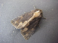 Dypterygia scabriuscula