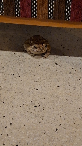Asian Common Toad