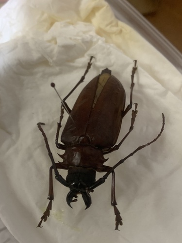 Dorysthenes granulosus