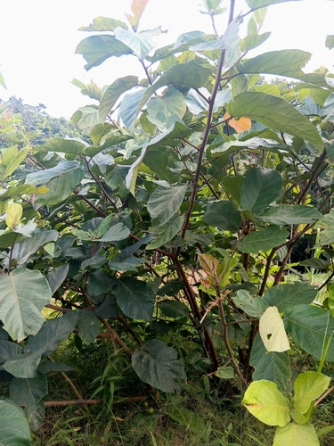 Ficus nota, photograph 5