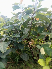 Ficus nota, photograph (c) Mark Bulahao, some rights reserved (CC BY)