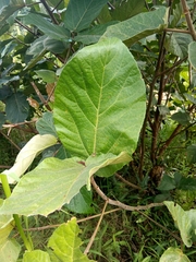 Ficus nota, photograph (c) Mark Bulahao, some rights reserved (CC BY)