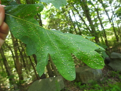 Neuroterus tantulus