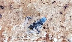 Dieuches maculicollis