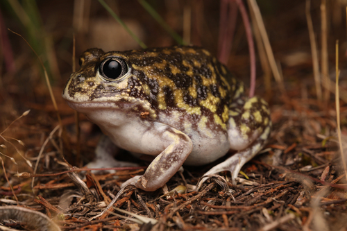 Mallee Spadefoot Toad, Neobatrachus pictus